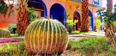 a cactus in front of a building with palm trees at Riad Jasmine Sud in Zagora