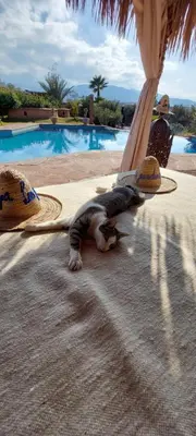 a cat laying on the ground next to a swimming pool at Les Jardins de Taja in Ourika