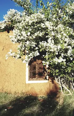 a tree with white flowers in front of a window at Les Jardins de Taja in Ourika