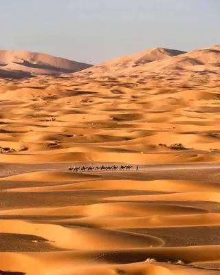 a group of animals walking through the desert at Sahara Majestic Luxury Camp in Merzouga