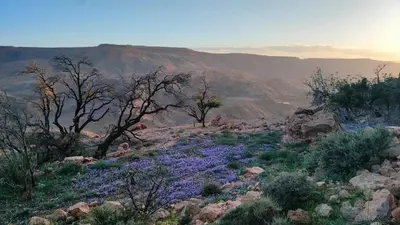 a hillside with purple flowers and trees and mountains at Dar Isselday in Tisselday