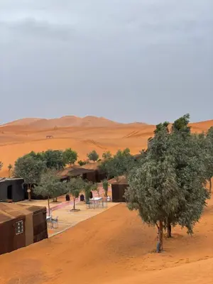 a tree sitting in the middle of a desert at Mustapha Camp Merzouga in Merzouga