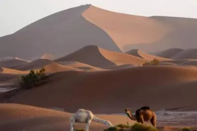 two camels walking in the sand in the desert at Mhamid Tours in Mhamid