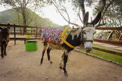a donkey dressed up in a costume walking down a dirt road at ferme by Ikalimo in Ourika