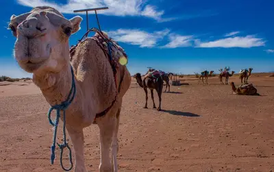 a camel standing in the middle of the desert at Erg Chigaga Camp Shooting Stars in Mhamid