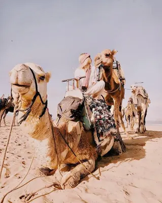 a group of camels standing on the beach at Camel Trekking Desert Camp in Merzouga