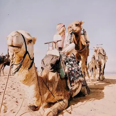 Camel Trekking Desert Camp