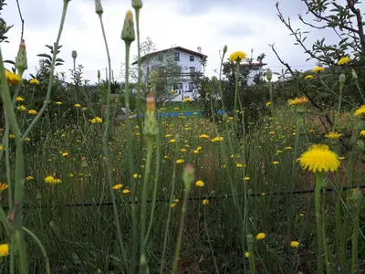 a field of flowers with a house in the background at Villa SALAM in Ifrane