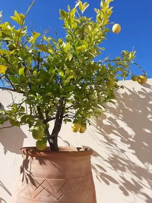 a potted citrus tree in a clay pot at Dar Abdesalam in Fès