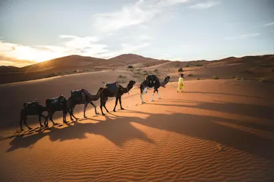 a group of camels walking in the desert at Tiziri Camp in Merzouga