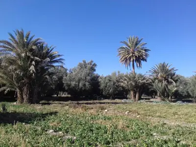 a group of palm trees in a field at Gite porte oasis in Er Rachidia