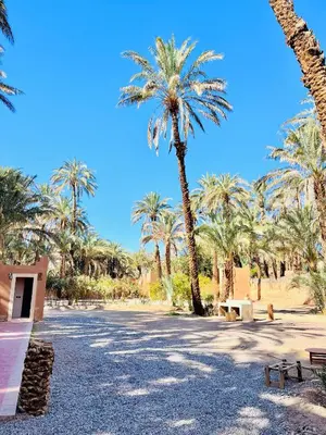 a parking lot with palm trees and a blue sky at Camping auberge palmeraie d'amezrou in Zagora