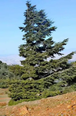 a large pine tree on top of a hill at Gîte Dayet Chiker in Taza