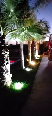 a group of palm trees lit up at night at chez JM saida in Ourika
