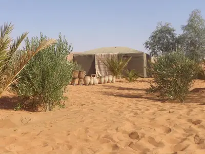 a group of tents in the desert with trees at Camel Trek Bivouac in Merzouga