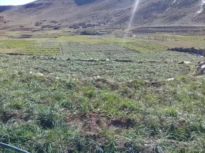 a field of grass with a mountain in the background at Auberge Restaurant Les Coquelicots in Aït Tamellil