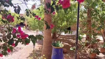 a group of trees with pink flowers and a bench at Camping Bassou in Nkob