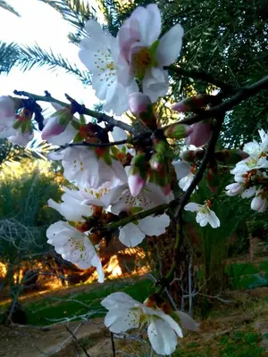 a bunch of white flowers on a tree at LE JARDIN DES GRENADIERS in Skoura