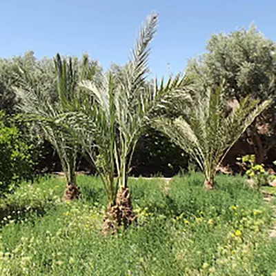 two palm trees in the middle of a field at LE JARDIN DES GRENADIERS in Skoura
