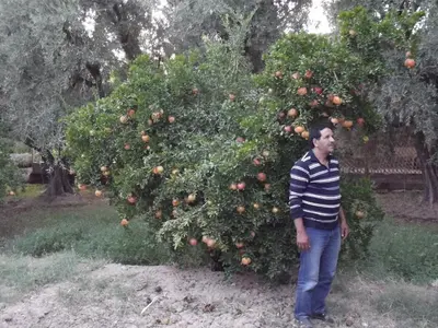 a man standing in front of a fruit tree at LE JARDIN DES GRENADIERS in Skoura