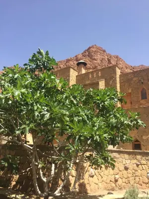 a building with a tree in front of a building at Auberge Le Festival Todra Gorge in Aït Baha