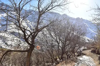 a group of trees with a snow covered mountain in the background at Dar Angour Tacheddirt in Tacheddirt