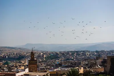 a flock of birds flying over a city at Dar anne in Fès