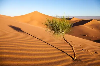 a tree in the middle of a desert at Desert Atmosphere M'Hamid in Mhamid