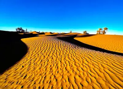 a desert with palm trees in the distance at Desert Atmosphere M'Hamid in Mhamid