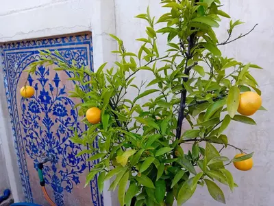 a tree with oranges on it next to a wall at Dar Eva in Fès