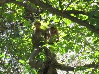 two monkeys sitting on top of a tree at Au Bord de l'Eau in Setti Fatma