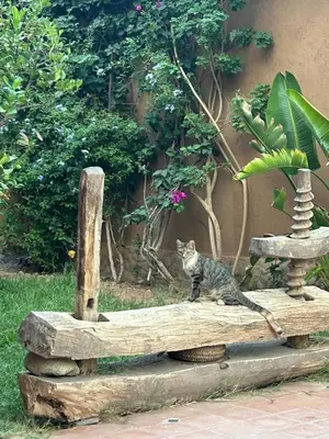 a cat sitting on top of a wooden stump at Riad Dar Bergui in Ouarzazate