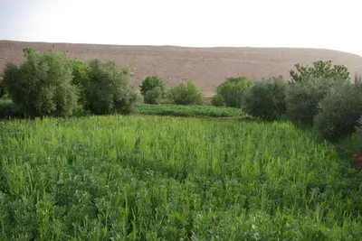a field of grass with trees and a hill in the background at Maison d'Hôtes Nouflla in Aït Ben Haddou