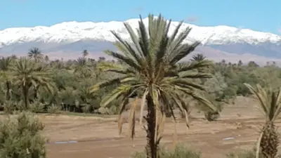 a palm tree with a snow covered mountain in the background at Kasbah Dar Dmana in Skoura