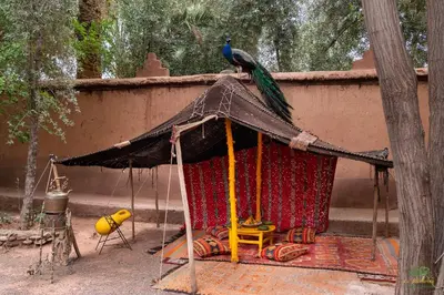 a parrot sitting on top of a tent at Ecolodge La Palmeraie in Ouarzazate