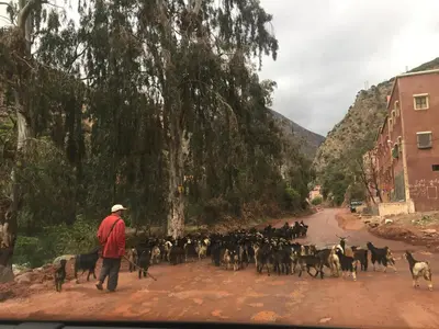 a man herding a herd of goats down a dirt road at Ourika Atlas Tigmi in Ourika