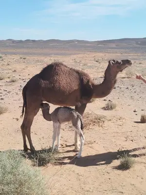 a camel and its baby in the desert at chez zakaria à Merzouga in Merzouga