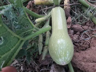 a green eggplant growing on a plant at Auberge jnane dar diafa se trouve au centre de tamegrouteface de la bibiotheque in Tamegroute