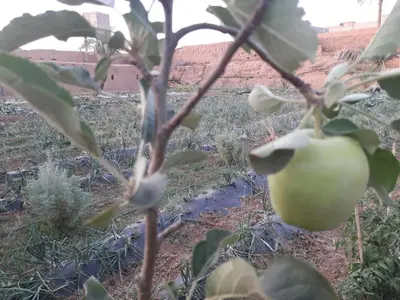 a green apple on a tree in a field at Auberge jnane dar diafa se trouve au centre de tamegrouteface de la bibiotheque in Tamegroute