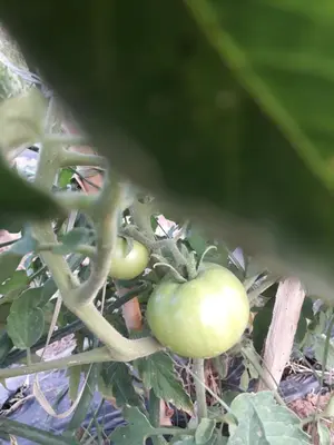 two green tomatoes growing on a plant at Auberge jnane dar diafa se trouve au centre de tamegrouteface de la bibiotheque in Tamegroute