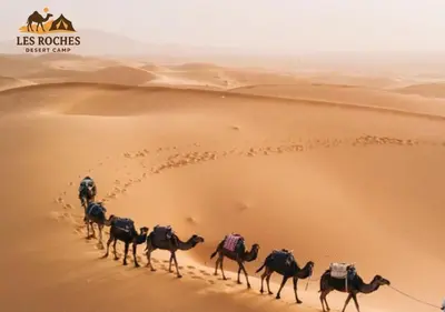 a group of camels walking through the desert at Les Roches Desert Camp in Merzouga