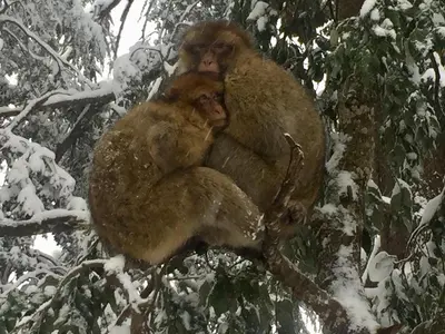 two monkeys sitting in a tree in the snow at Atlas Crown - Chalet de luxe in Ifrane