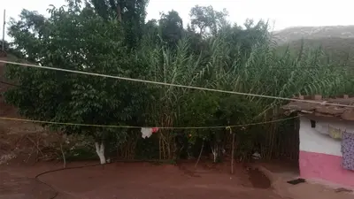 a yard with a tree and a clothes line at Auberge de Tabhirte in Tahla