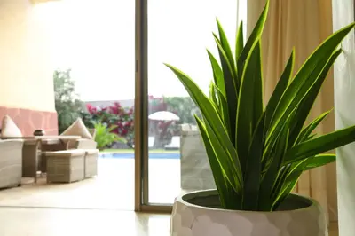 a green plant in a pot in a living room at La Rose des Sables in Marrakech