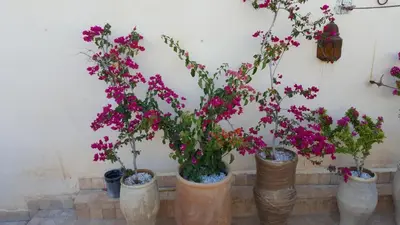 four vases filled with flowers inront of a wall at Dar Drissi in Fès