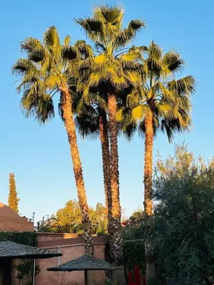 two palm trees standing next to a building at Villa Magtafa in Marrakech