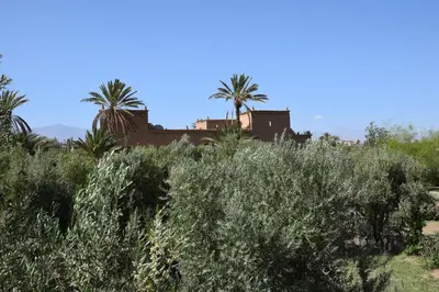 a field of bushes with palm trees in the background at kasbah 123 soleil in Skoura