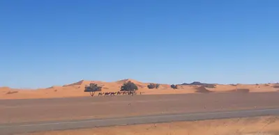 a group of animals in the desert near a road at Guests House in Merzouga
