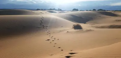 a group of footprints in the sand in a desert at Guests House in Merzouga