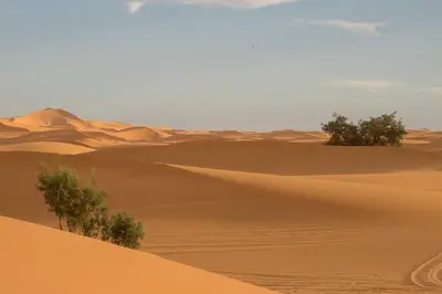 a desert with trees in the middle of it at Sahara Bedouin camp in Mhamid